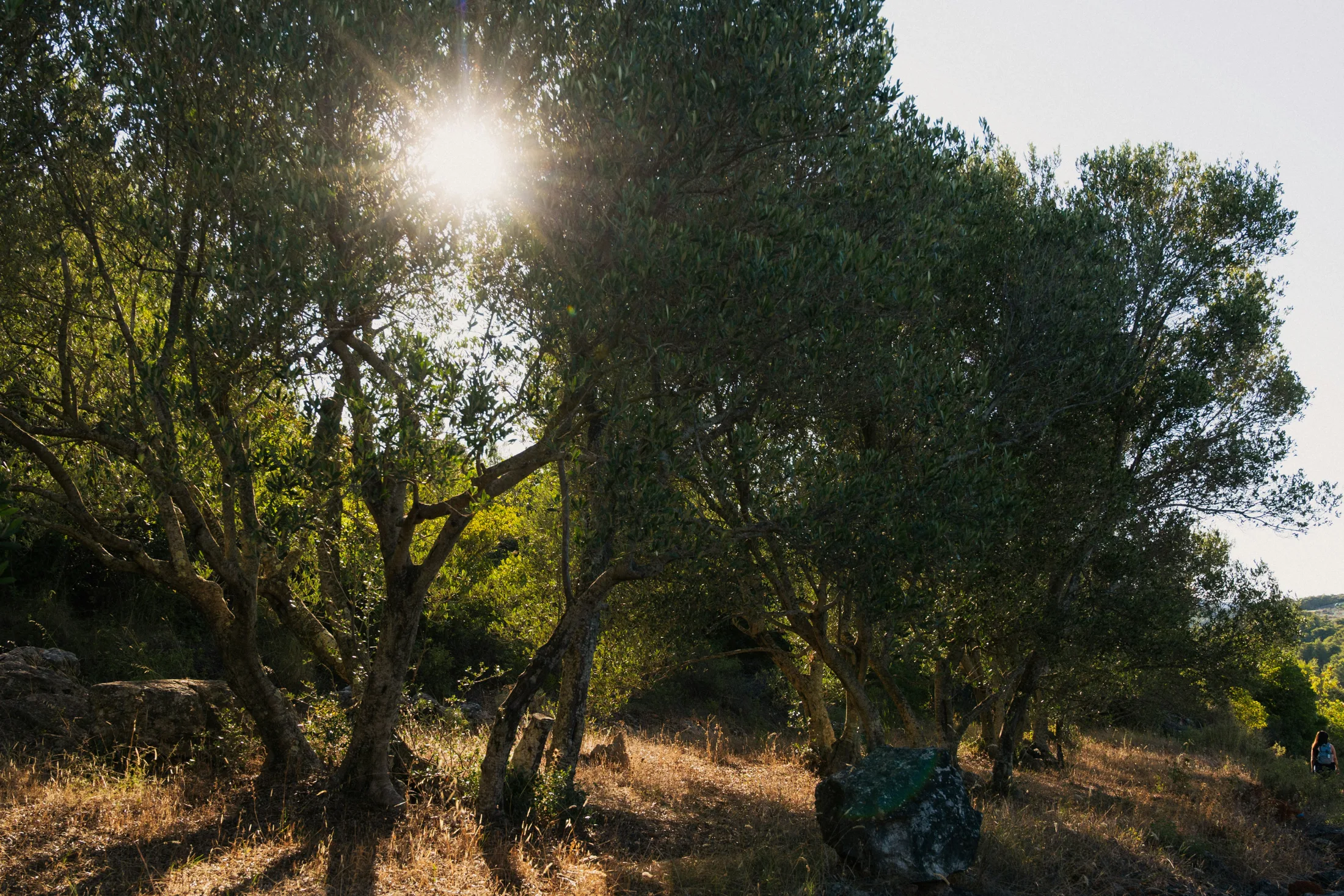 Olive grove in golden evening light in the Beqaa Valley